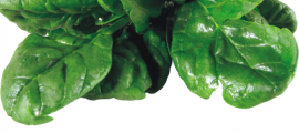spinach