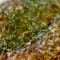 Pecan Crusted Chicken – $.85 [DSC_0024