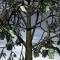 money-tree-1