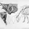 Cow_anatomy_musculature