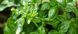 Fresh Herb & Garlic Dressing Recipe