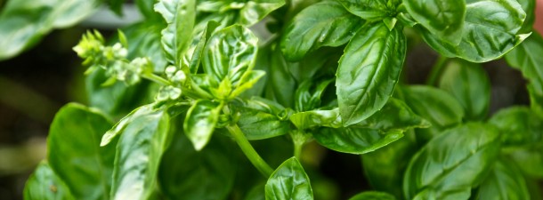 Fresh Herb & Garlic Dressing Recipe