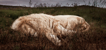 lion-sleeping-south-africa-ande-truman-header