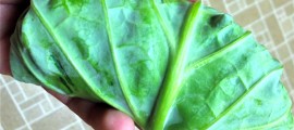 Raw Collard Greens: The Tortilla Alternative