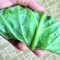 Raw Collard Greens: The Tortilla Alternative