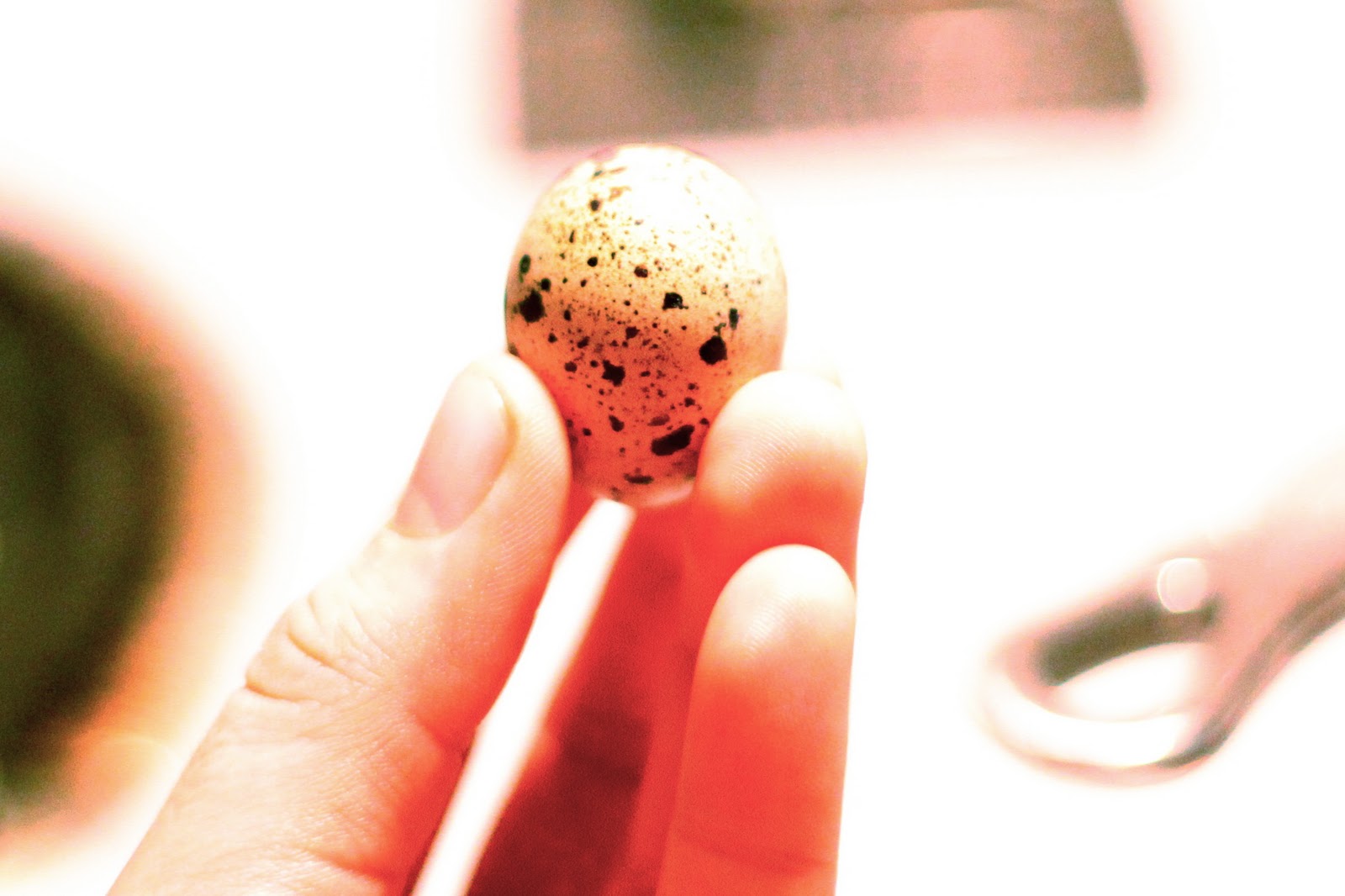 Quail Egg & Balsamic Glaze over Bacon, Tomato, Chicken & Rice – $1.55